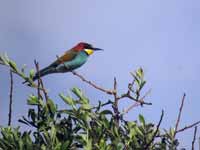 Guêpier d’Europe Merops apiaster