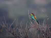 Guêpier d’Europe Merops apiaster