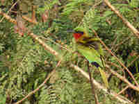 Guêpier à gorge rouge Merops bulocki