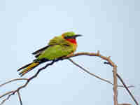 Guêpier à gorge rouge Merops bulocki