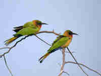 Guêpier à gorge rouge Merops bulocki