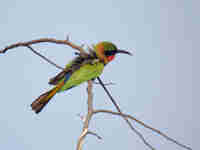 Guêpier à gorge rouge Merops bulocki