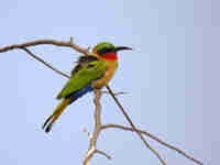 Guêpier à gorge rouge Merops bulocki