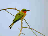 Guêpier à gorge rouge Merops bulocki