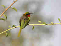 Guêpier à gorge rouge Merops bulocki