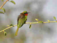 Guêpier à gorge rouge Merops bulocki