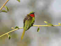 Guêpier à gorge rouge Merops bulocki