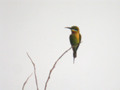 Guêpier à queue d'azur Merops philippinus