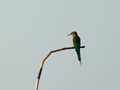 Guêpier à queue d'azur Merops philippinus