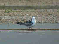 Guifette leucoptère Chlidonias leucopterus