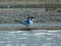 Guifette leucoptère Chlidonias leucopterus