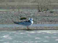 Guifette leucoptère Chlidonias leucopterus