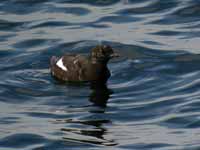 Guillemot à miroir Cepphus grylle