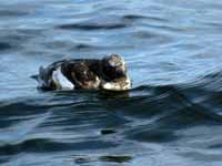 Guillemot à miroir Cepphus grylle