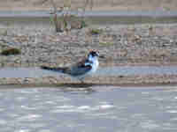 Guifette noire Chlidonias niger