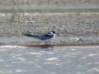 Guifette noire Chlidonias niger