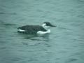 Guillemot de Troïl Uria aalge