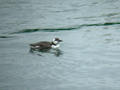 Guillemot de Troïl Uria aalge