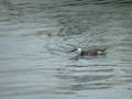 Guillemot de Troïl Uria aalge