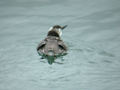 Guillemot de Troïl Uria aalge