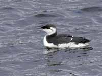 Guillemot de Troïl Uria aalge