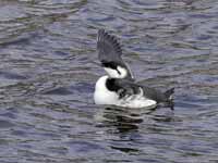 Guillemot de Troïl Uria aalge