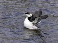 Guillemot de Troïl Uria aalge