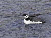 Guillemot de Troïl Uria aalge