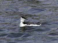 Guillemot de Troïl Uria aalge