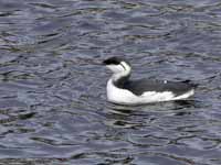 Guillemot de Troïl Uria aalge