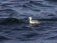 Guillemot de Troïl Uria aalge