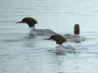 Harle bièvre Mergus merganser