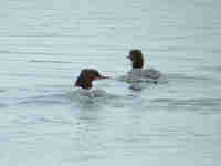 Harle bièvre Mergus merganser