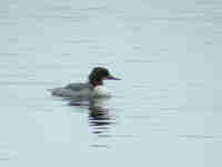 Harle bièvre Mergus merganser