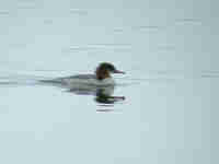 Harle bièvre Mergus merganser