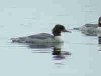 Harle bièvre Mergus merganser