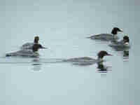 Harle bièvre Mergus merganser