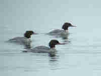 Harle bièvre Mergus merganser