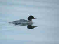 Harle bièvre Mergus merganser