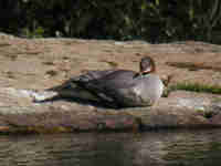 Harle bièvre Mergus merganser