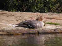 Harle bièvre Mergus merganser