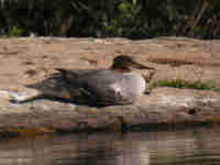 Harle bièvre Mergus merganser