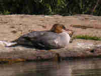 Harle bièvre Mergus merganser