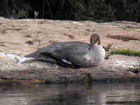 Harle bièvre Mergus merganser