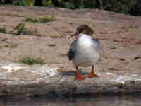 Harle bièvre Mergus merganser