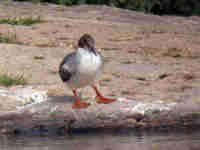 Harle bièvre Mergus merganser