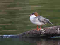 Harle bièvre Mergus merganser