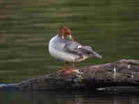 Harle bièvre Mergus merganser