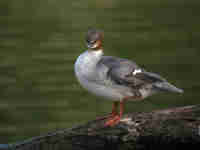 Harle bièvre Mergus merganser