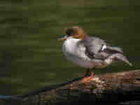 Harle bièvre Mergus merganser